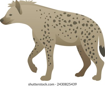 Vector color illustration of adult hyena standing, walking. African spotted wild animal isolated on white background. Wildlife of Africa.