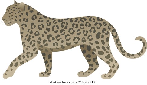 Vector color illustration of adult spotted leopard standing, walking. African beautiful wild animal isolated on white background. Wildlife of Africa.