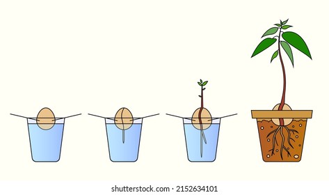 vector color illustration avocado growth cycle, how to grow an avocado tree from a seed in a glass with toothpicks