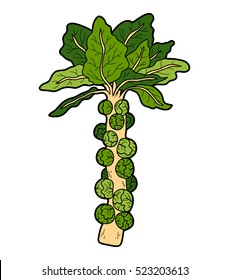 Vector color illustration, colorful vegetables, Brussels sprouts