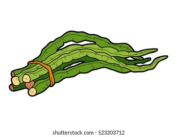 Vector color illustration, colorful vegetables, Chinese long bean