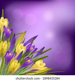 Vector color illustration with crocuses.Multicolored crocuses on a colored background in a vector illustration.
