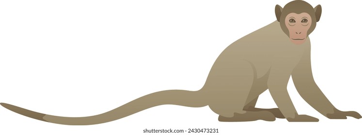 Vector color illustration of curious monkey with long tail standing, sitting. African small wild animal isolated on white background. Wildlife of Africa.