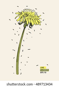 Vector color illustration of dandelion flower in line style.

