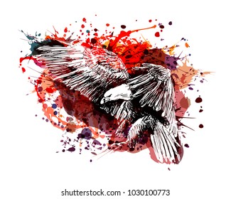 Vector color illustration of a flying eagle