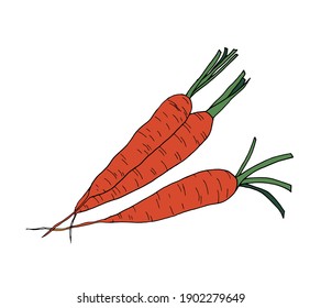 Vector color illustration of fresh carrots. Sketch of vegetables isolated on a white background. Vegetarian ingredients for a healthy lifestyle.