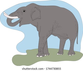 
ilustración de color vectorial, elefante gris dibujado a mano. Animales de la naturaleza