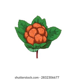 Vector color illustration of hand drawn ripe cloudberry with green leaves for food packaging and botanical design