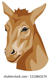 vector color illustration of a head of a donkey