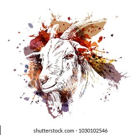 Vector color illustration head of goat