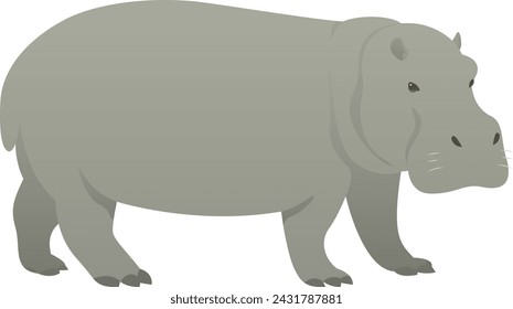 Vector color illustration of hippopotamus or hippo standing. African big wild animal isolated on white background. Wildlife of Africa.