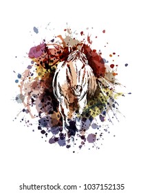 Vector color illustration horse