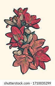 Dibujo de color vectorial con la imagen de flores de lirios de jardín sobre un fondo blanco. Dibujo lineal.