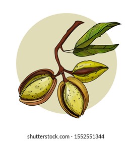 Vector color illustration, image of nuts, almonds. Watercolor style with graphics.