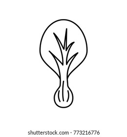 Vector color illustration of lettuce. Flat, color. Vivid picture of a vegetable. Fresh food