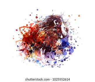 Vector color illustration lion