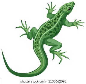 vector color illustration of a lizard with green spotted color. the view from the top