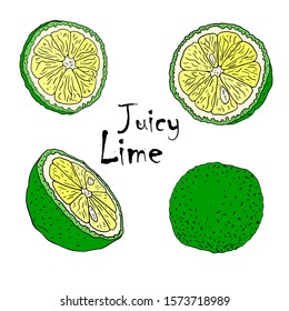 Vector color illustration with lymes . Slice, half, whole lime. Set of hand-drawn Doodle-style Elements for packaging design of tea, juice, health products and cosmetics. Isolated on white background.