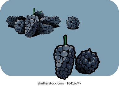 Vector color illustration of a mulberry.  The vector file is in AI-EPS8 format.