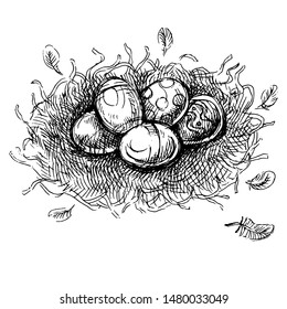 Vector color illustration of the nest with eggs and feathers on thewhite background. Vector sketch with hand drawn nest with eggs and feathers.