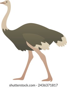 Ilustración de color vectorial de pájaro de avestruz de pie, caminando. Animal salvaje africano aislado sobre fondo blanco. Fauna de África.