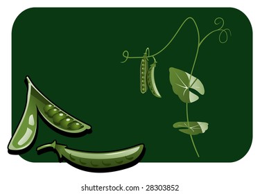 Vector color illustration of a pea pod.