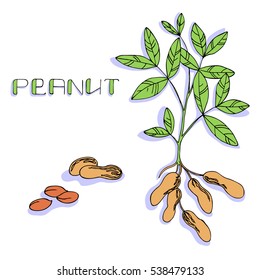 Vector Color Illustration Of Peanut Plant And Nuts