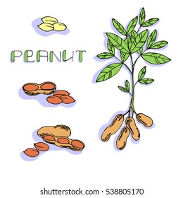 vector color illustration of peanut plant and nuts