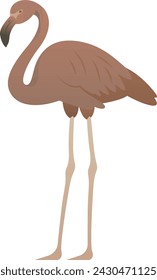 Vector color illustration of pink flamingo bird standing. African wild animal isolated on white background. Wildlife of Africa.