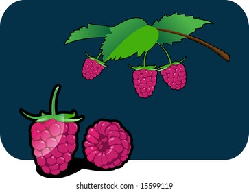 Vector color illustration of a raspberry.
