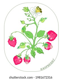 Ilustración de color del vector. Berry de frambuesa con hojas, flores y ramas. Ilustración de verano brillante sobre un fondo transparente o de color.