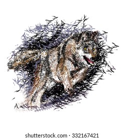 Vector color illustration of a running wolf