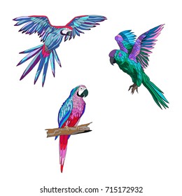 Vector color illustration. Seth from parrots in different angles
