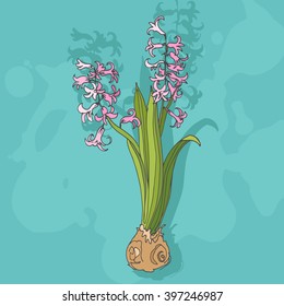 Vector color illustration of the spring blooming flower hyacinth on the blue textured background. Vector hand drawn sketch of the pink hyacinth. Image for greeting cards, postcards, wrapper, design.