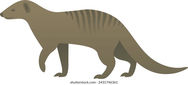 Vector color illustration of striped mongoose standing, walking. African small wild animal isolated on white background. Wildlife of Africa.