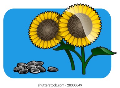 Vector color illustration of a sunflower.