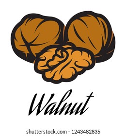 Vector color illustration of a walnut pod.