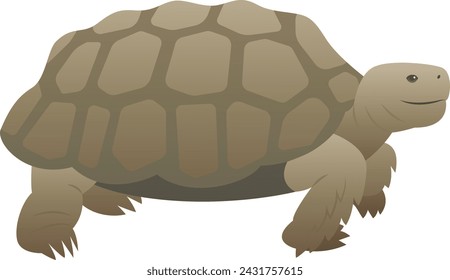 Vector color illustration of wild animal. Old big turtle standing. Reptile isolated on white background. Wildlife clipart.