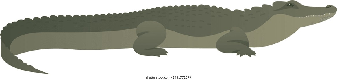 Ilustración vectorial de color de animal salvaje. Vista lateral de cocodrilo verde o caimán. Reptile aislado sobre fondo blanco. Clipart de fauna.