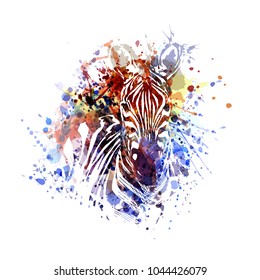 Vector color illustration of zebra