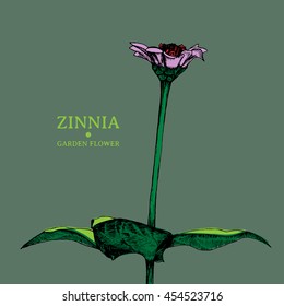 Vector color illustration of Zinnia. Botany. Vintage flower in the style of engravings.