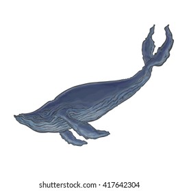 Vector color image isolated marine whale, blue whale.
