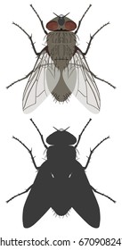 Vector color image of an ordinary fly and its silhouette on a white background. View from above. Insects.