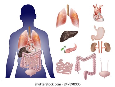 Vector color internal human organs set.