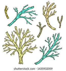Vector color isolated set of bare tree branches  on white background for decoration in cartoon style