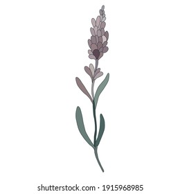 vector color lavender. isolated on white background. Hand drawn vector illustration.