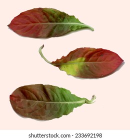 Vector color leaf