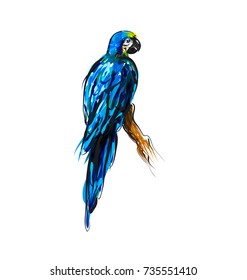 Vector color line drawing a parrot