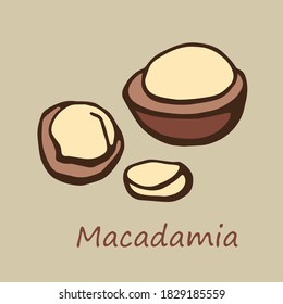 Vector color logo nut macadamia. Hand drawn. Graphic illustration for package. Design element.