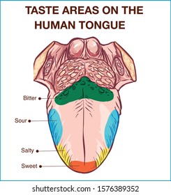 Vector - Color map of taste receptors in the tongue, four flavors - sweet, sour, bitter, salty. Vector illustration.